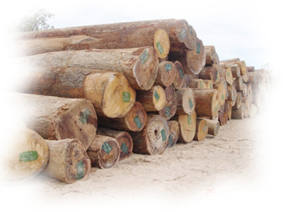 Việt Nam nhập khẩu gỗ của từ châu Phi tăng mạnh