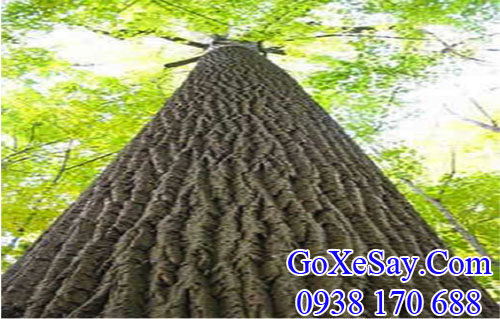 cây gỗ bạch dương (poplar)