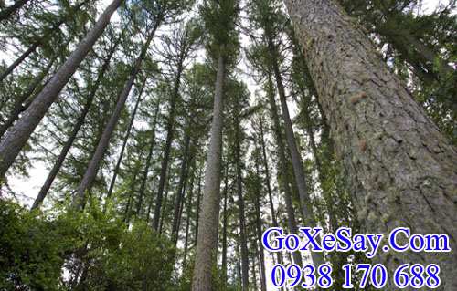 cây gỗ thông (gỗ pine) newzealand
