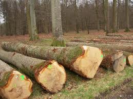  Tổng quan về ngành công nghiệp gỗ - Nguyên liệu gỗ