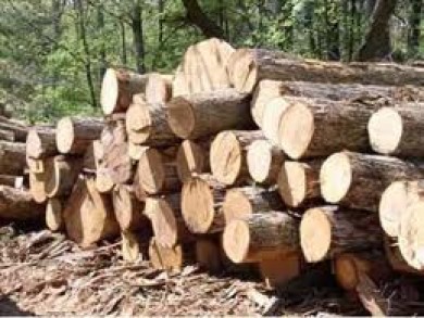 Đến năm 2020 trên 60% lượng gỗ khai thác được chế biến công nghiệp