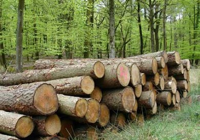 Gỗ Tự nhiên và đặc tính của gỗ tự nhiên