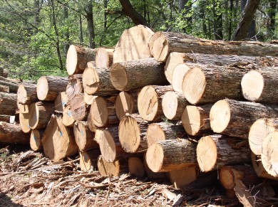 Gỗ và các sản phẩm gỗ trong 5 tháng đầu năm ước đạt 2,0 tỷ