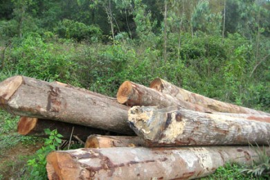 Hội thảo thương mại gỗ Việt Nam – Lào