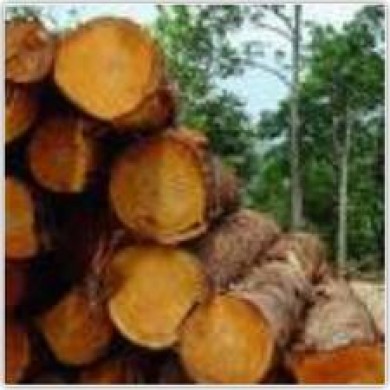 Hội thảo “Ngành công nghiệp chế biến gỗ Việt Nam – Thực trạng và giải pháp phát triển theo hướng bền vững”