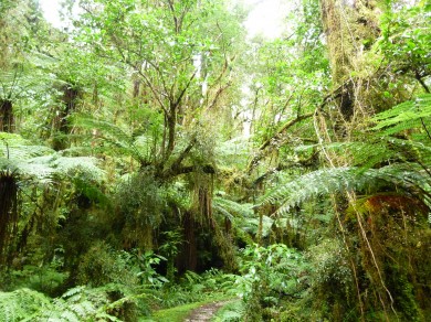 Rừng bản địa của New Zealand