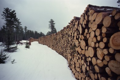 ‘Siết’ khai thác rừng tự nhiên, ‘thắt’ nhập khẩu gỗ