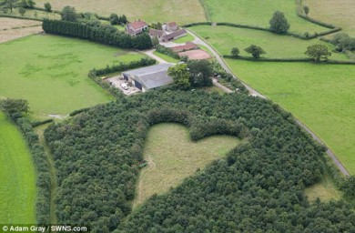 Trồng 6.000 cây sồi hình trái tim để tưởng nhớ vợ