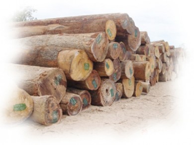 Việt Nam nhập khẩu gỗ nguyên liệu từ châu Phi tăng mạnh