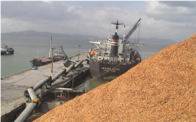 Việt Nam tiếp tục xuất khẩu dăm gỗ nhiều nhất thế giới