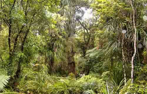 wood-newzealand